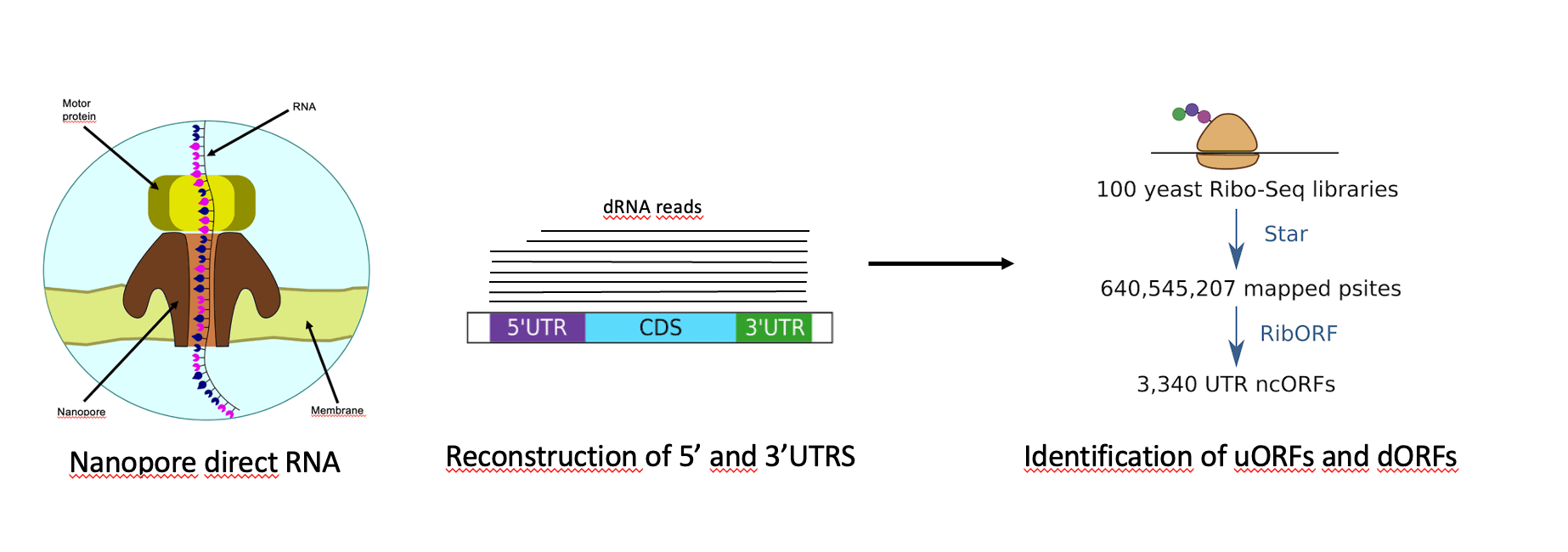 Marta, Chris, Cova and Mar participate in the GRC conference Decoding Microproteins Across Evolution and Disease